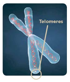 Telomeres