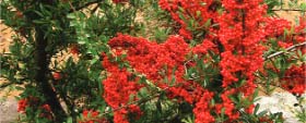 Schisandra berry Increases stamina